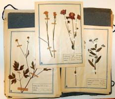 cca 1940 Növénygyűjtő (Herbarium): kb 80-100 különböző növény szárított levele, virága lapokon a növ...