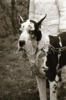 1979 Kutyakiállítás Opole városában (Lengyelo.), 45 db vintage fotó + 72 db vintage negatív (a papír...