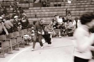 1979 Kutyakiállítás Opole városában (Lengyelo.), 45 db vintage fotó + 72 db vintage negatív (a papír...