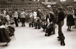 1979 Kutyakiállítás Opole városában (Lengyelo.), 45 db vintage fotó + 72 db vintage negatív (a papír...