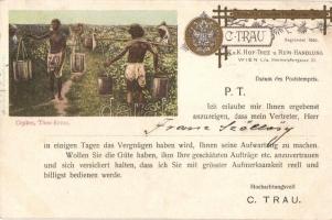 1902 C. Trau K.u.K. Hof Thee und Rum Handlung, Wien I/18. Himmelpfortgasse 30. Ceylon Thee-Ernte / Viennese Tea and Rum shops advertisement card from Sri Lanka (EK)