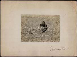 cca 1915-1926 Kittenberger Kálmán (1881-1958) által elejtette leopárd, papírlapra ragasztott fotó, rajta Kittenberger aláírásával, 11,5×16,5 cm