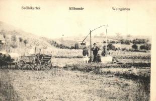 Alibunár, Alibunar; Szőlőkertek, gémeskút / Weingärten / vineyards, well, shadoof (EK)