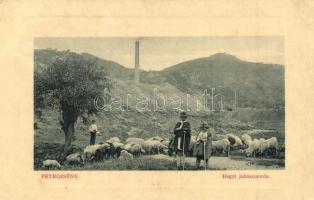 Petrozsény, Petrosani; Hegyi juhászcsorda, juhnyáj. W. L. Bp. 5394. / flock of mountain sheep (fa)