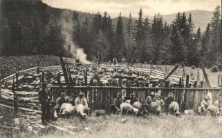 Tiszabogdány, Bogdán, Bohdan; Dojeni ovcí na planine / Juhok fejése a tisztáson / farmers milking the sheep (EK)