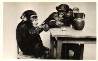 5 db RÉGI magyar és külföldi városképes lap, állatkertek: Budapest, Hamburg, Párizs/ 5 pre-1945 Hung...