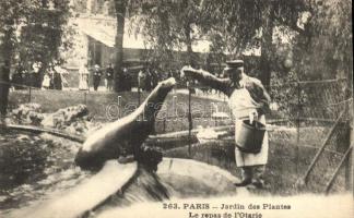 5 db RÉGI magyar és külföldi városképes lap, állatkertek: Budapest, Hamburg, Párizs/ 5 pre-1945 Hung...