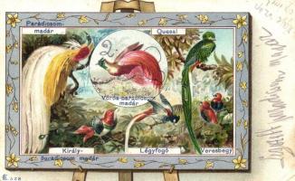 1900 Madarak, paradicsommadár, légyfogó, veresbegy / birds, bird-of-paradise, floral, litho