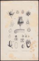 4 db régi metszet, litográfia, színezett rézmetszet, acélmetszet, az egyik paszpartuban, 27x35 cm és...