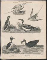 cca 1850 2 db madarakat ábrázoló acélmetszet / Birds steel engravings 22x27 cm
