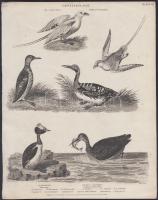 cca 1850 2 db madarakat ábrázoló acélmetszet / Birds steel engravings 22x27 cm