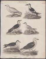 cca 1850 2 db madarakat ábrázoló acélmetszet / Birds steel engravings 22x27 cm