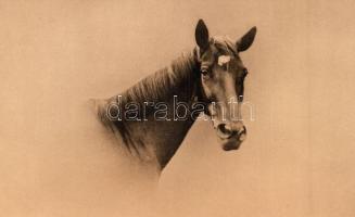 4 db RÉGI lovas motívumlap / 4 pre-1945 horse motive postcards, in good condition