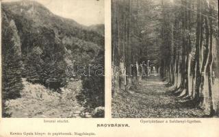 1907 Nagybánya, Baia Mare; Izvorai részlet, Gyertánfasor a Széchenyi ligetben. Kiadja Kovács Gyula / forest, alley, park (EB)