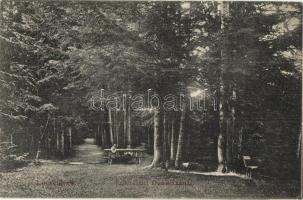 1909 Lőcsefüred, Levoca Kúpele; erdő részlet Daniházánál. Singer kiadása / forest detail by Danielov dom (EK)