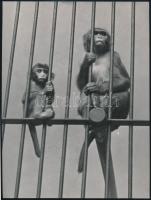 6 db állatokat ábrázoló sajtófotó, hátoldalon feliratozva, néhol törésnyommal, 10×15 cm és 23×17 cm ...