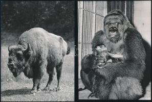 6 db állatokat ábrázoló sajtófotó, hátoldalon feliratozva, néhol törésnyommal, 10×15 cm és 23×17 cm ...