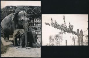 6 db állatokat ábrázoló sajtófotó, hátoldalon feliratozva, néhol törésnyommal, 10×15 cm és 23×17 cm ...