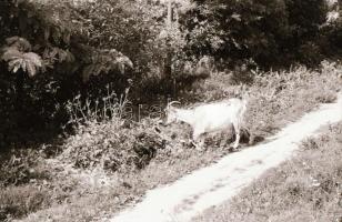 1965 Sopron és Fertőrákos, kb. 60 db negatív kocka csíkokban, 3,5×4 cm