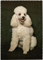 17 db régi és modern kutya motívumlap, közte 6 régi és ebből 3 fotó / 17 pre-1945 and modern dog mot...