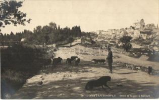 Constantinople, Istanbul; Chiens de bergers a Yédicoulé / shepherd dogs by the Yedikule Fortress. Edit. J. Ludwigsohn