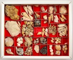 Magyarországi csigák és kagylók. Hatalmas gyűjtemény. 150 boxban rengeteg fosszilia, lelőhely szerint csoportosítva 4 tárlóban / Collection of Hungarian fossils.