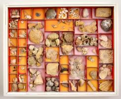 Magyarországi csigák és kagylók. Hatalmas gyűjtemény. 150 boxban rengeteg fosszilia, lelőhely szerin...