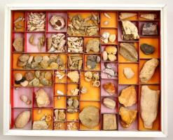 Magyarországi csigák és kagylók. Hatalmas gyűjtemény. 150 boxban rengeteg fosszilia, lelőhely szerin...