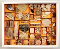 Magyarországi csigák és kagylók. Hatalmas gyűjtemény. 150 boxban rengeteg fosszilia, lelőhely szerin...