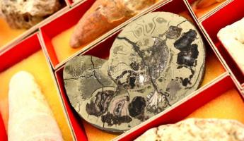 Magyarországi csigák és kagylók. Hatalmas gyűjtemény. 150 boxban rengeteg fosszilia, lelőhely szerin...