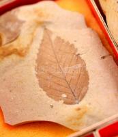 Magyarországi csigák és kagylók. Hatalmas gyűjtemény. 150 boxban rengeteg fosszilia, lelőhely szerin...