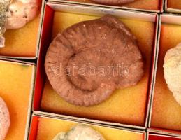 Magyarországi csigák és kagylók. Hatalmas gyűjtemény. 150 boxban rengeteg fosszilia, lelőhely szerin...