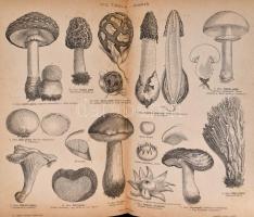 Dr. Ziffer Károly: Népszerű orvosi tanácsadó vagy házi lexikon az egészséges és beteg emberről. I. k...