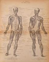 Dr. Ziffer Károly: Népszerű orvosi tanácsadó vagy házi lexikon az egészséges és beteg emberről. I. k...