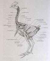 Zboray Géza: Összehasonlító anatómiai praktikum. II. Bp., 1995. Nemzeti Tankönyvkiadó