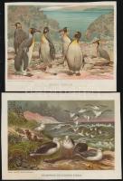 cca 1900 Kb 40 db litografált állatkép a Brehmből 26x16 cm