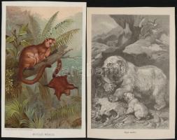 cca 1900 Kb 40 db litografált állatkép a Brehmből 26x16 cm