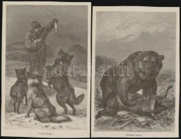 cca 1900 Kb 40 db litografált állatkép a Brehmből 26x16 cm