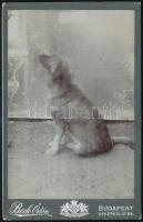 cca 1900 Kutya műtermi fotója, Beck Ödön műterméből, 16,5×10,56 cm