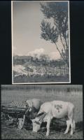 cca 1940 Belházy Dezső három aláírt vintage fotóművészeti alkotása, 11x17 cm és 17x24 cm közötti mér...