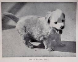 Lestyán Sándor: Kiskutya, nagykutya. Vadas Ernő egészoldalas fekete-fehér fotóival. Bp.,1941,Dr. Vaj...