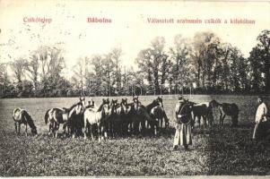 1908 Bábolna, Csikótelep, választott arabsmén csikók a kifutóban (EK)