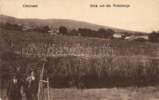Odobesti, Blick auf die Weinberge / vineyards, grapes + Munitions Verladekomp Nr. 8. K.u.K. Feldpostamt 377 (EK)