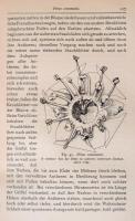 Prof. Dr. O. von Kirchner: Blumen und Insekten. Leipzig-Berlin, 1911, B. G. Teubner. Német nyelven. ...