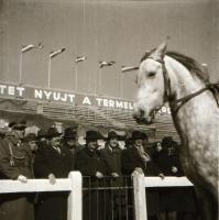 cca 1950-es, 1960-as évekből 21 db vintage fotó Tiszavölgyi József (1909-?) budapesti fotóriporter h...