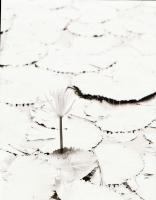 1986. március 3. A hévízi tófürdő épületeinek maradványai a tűzvész után, 4 db feliratozott sajtófot...