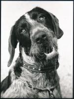 cca 1976 Kutya karakterek, 3 db vintage fotó, egyik feliratozott, 24x18 cm és 20,5x29 cm
