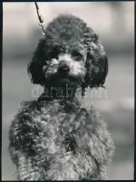 cca 1976 Kutya karakterek, 3 db vintage fotó, egyik feliratozott, 24x18 cm és 20,5x29 cm