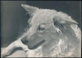 cca 1976 Kutya karakterek, 3 db vintage fotó, egyik feliratozott, 24x18 cm és 20,5x29 cm