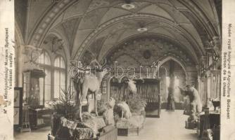 Budapest XIV. M. kir. Mezőgazdasági Múzeum, Vadászati osztály, belső. Id. Weinwurm Antal felvétele (fa)